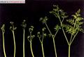 Pteridium latiusculum